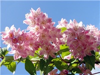 44fb2b21-2. Deutzia  'Strawberry Fields'.jpg